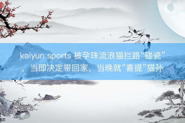 kaiyun sports 被孕珠流浪猫拦路“碰瓷”，当即决定带回家，当晚就“喜提”猫孙